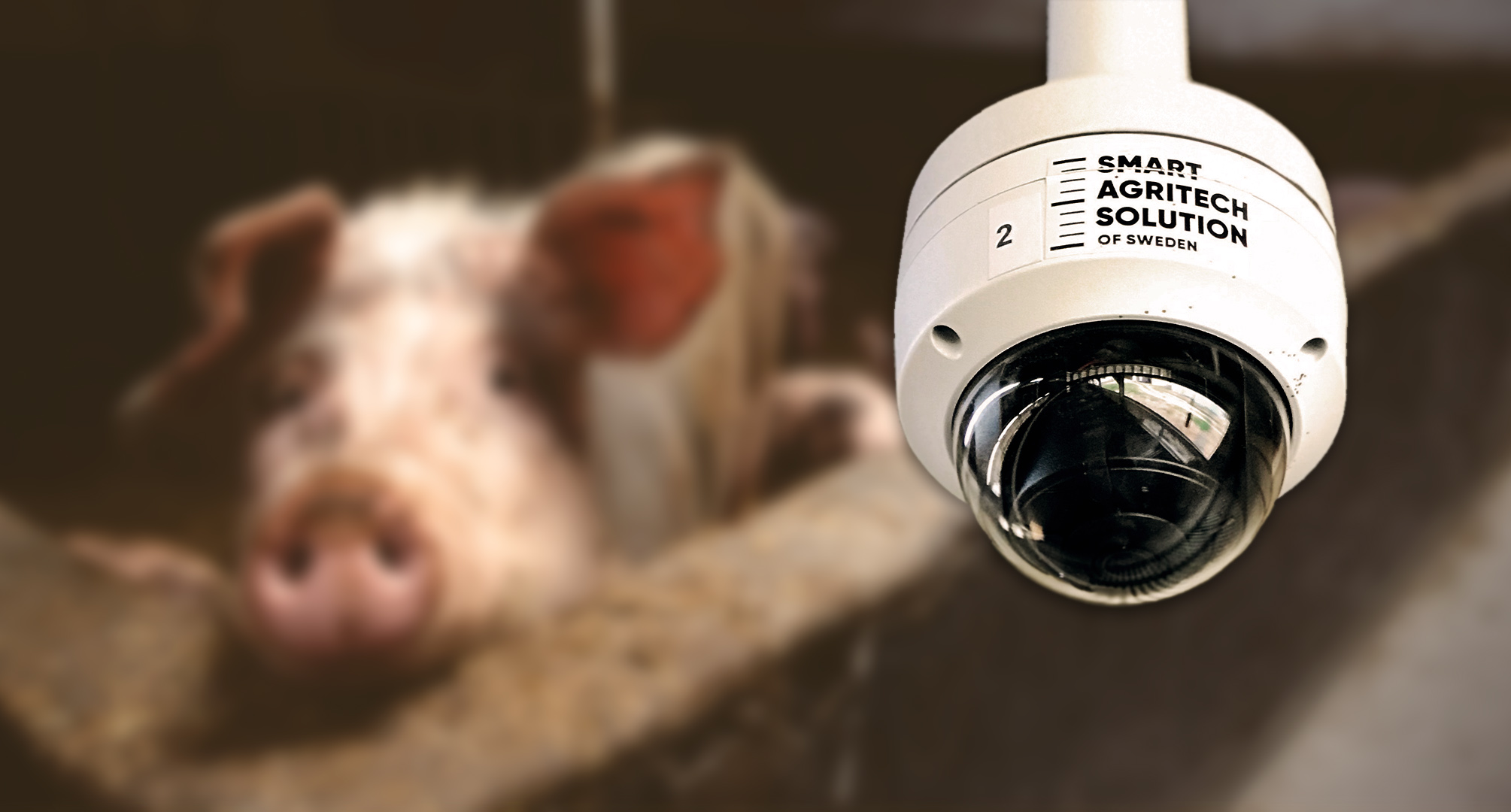 Foto föreställande  – En app och SaaS-tjänst med AI som gör underverk för grisuppfödare